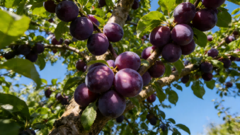 Open field tomato farming pollination